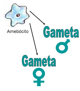 [Image of Reprodução Sexuada]